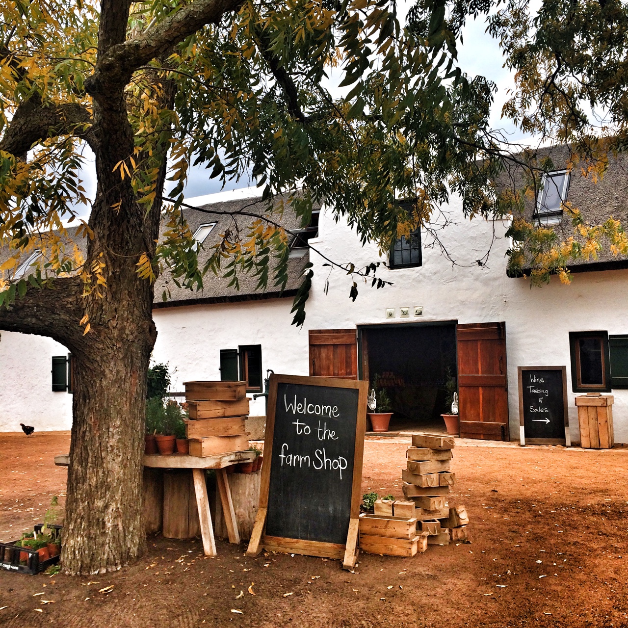 Saturday at Babylonstoren