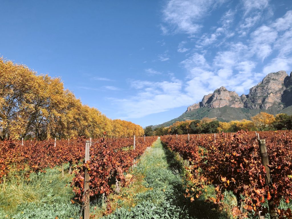 BOSCHENDAL: A FARM FOR ALL SEASONS
